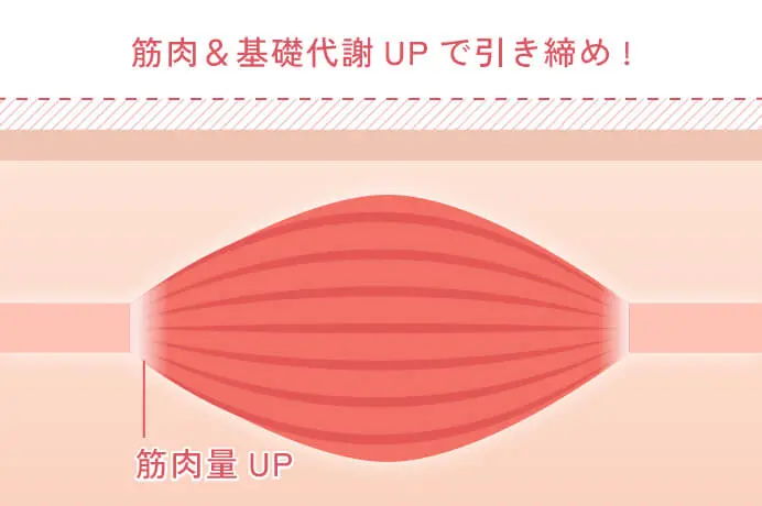 トレーニング後の筋肉の状態を表現した図になります